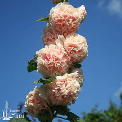 Alcea rosea ‚Pleniflora Aprikot‘