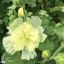 Alcea rosea ‚Pleniflora Gelb‘