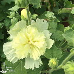 Gefüllte Beet-Stockrose