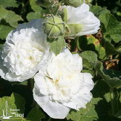 Alcea rosea ‚Pleniflora Weiß‘