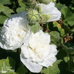 Gefüllte Beet-Stockrose