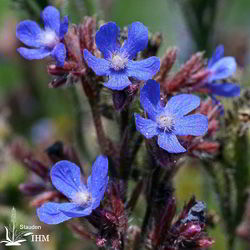 Blaue Ochsenzunge