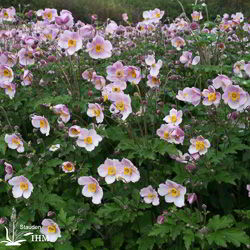 Japanische Herbst-Anemone