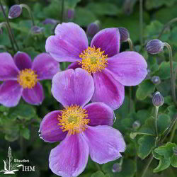 Japanische Herbst-Anemone