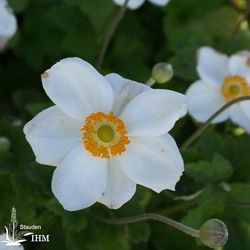 Japanische Herbst-Anemone