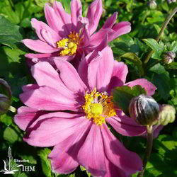 Japanische Herbst-Anemone