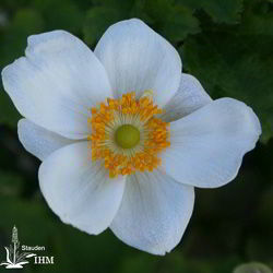 Japanische Herbst-Anemone