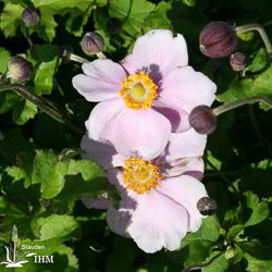 Japanische Herbst-Anemone