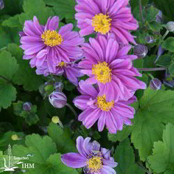 Japanische Herbst-Anemone