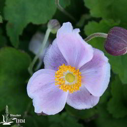 Japanische Herbst-Anemone