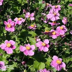 Japanische Herbst-Anemone
