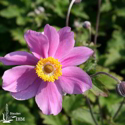 Japanische Herbst-Anemone