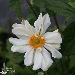 Japanische Herbst-Anemone