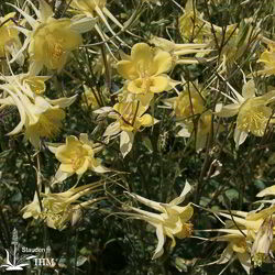 Aquilegia chrysantha ‚Yellow Queen‘