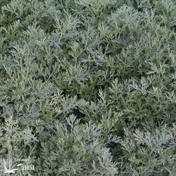 Artemisia arborescens ‚Powis Castle‘