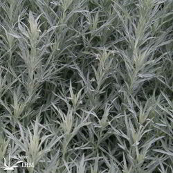 Artemisia ludoviciana ‚Silver Queen‘