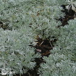 Artemisia schmidtiana ‚Nana‘