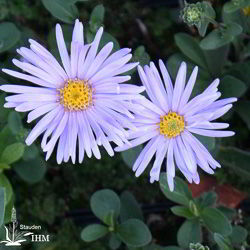 Aster amellus ‚Silbersee‘