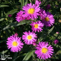 Glattblatt-Aster