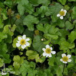 Weißblühende Sumpf-Dotterblume