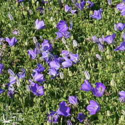 Karpaten-Glockenblume
