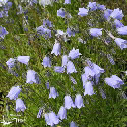 Campanula cochleariifolia ‚Bavaria Blue‘