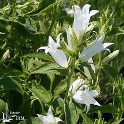 Weiße Riesen-Doldenglockenblume