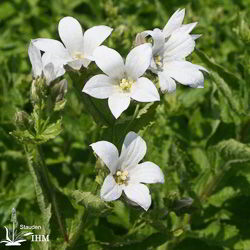 Breitblättrige Glockenblume