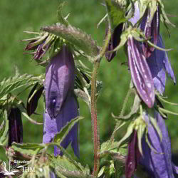 Punktierte Glockenblume