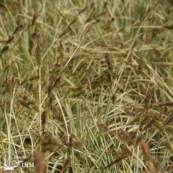 Carex oshimensis ‚Evergold‘