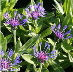 Blaue Berg-Flockenblume
