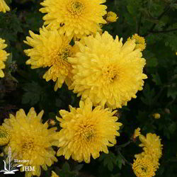 Garten-Chrysantheme