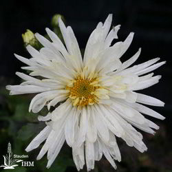 Chrysanthemum hort. ‚Havelschwan‘