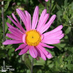 Frühe Garten-Winteraster