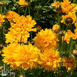 Coreopsis grandiflora ‚Sunray‘
