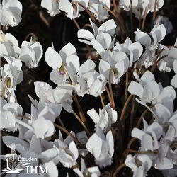 Cyclamen hederifolium ‚Perlenteppich‘