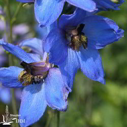 Hoher Garten-Rittersporn