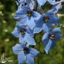 Hoher Garten-Rittersporn