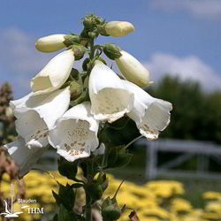 Garten-Fingerhut