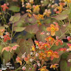 Warley-Elfenblume