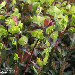 Euphorbia amygdaloides ‚Purpurea‘