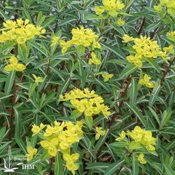 Euphorbia cornigera ‚Goldener Turm‘