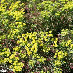 Euphorbia cyparissias ‚Fens Ruby‘