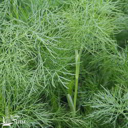 Fenchel