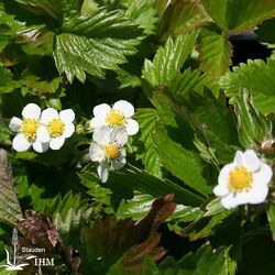 Wald-Erdbeere