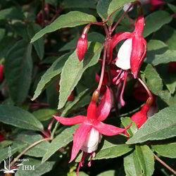 Winterharte Gartenfuchsie