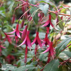 Fuchsia magellanica ‚Riccartonii‘