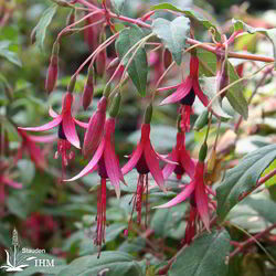 Winterharte Gartenfuchsie