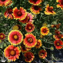 Gaillardia x grandiflora ‚Arizona Sun‘