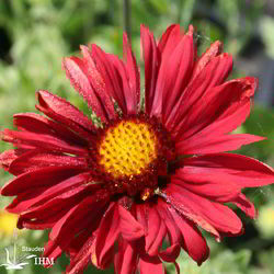 Rote Kokardenblume